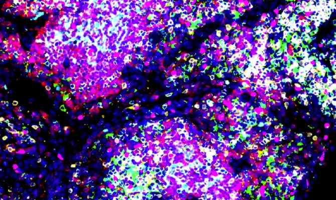 Imaging of a cell mutation 