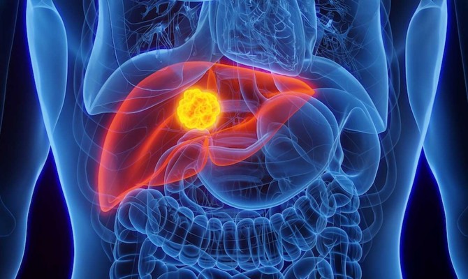 Colorful computer illustration highlighting the liver in the body